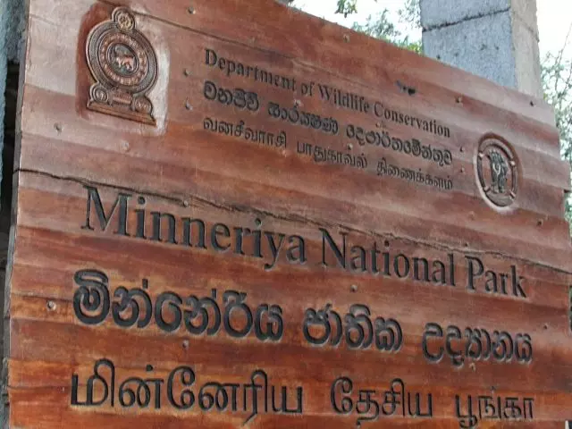 एशियाई हाथियों की राजधानी: सर्दियों में क्यों खास होता है श्रीलंका का मिनेरिया पार्क