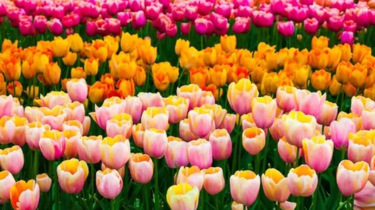 NDMC Tulip Festival 2026:दिल्ली के चाणक्यपुरी में ट्यूलिप वॉक के साथ शुरू हुआ वार्षिक फूलों का उत्सव
